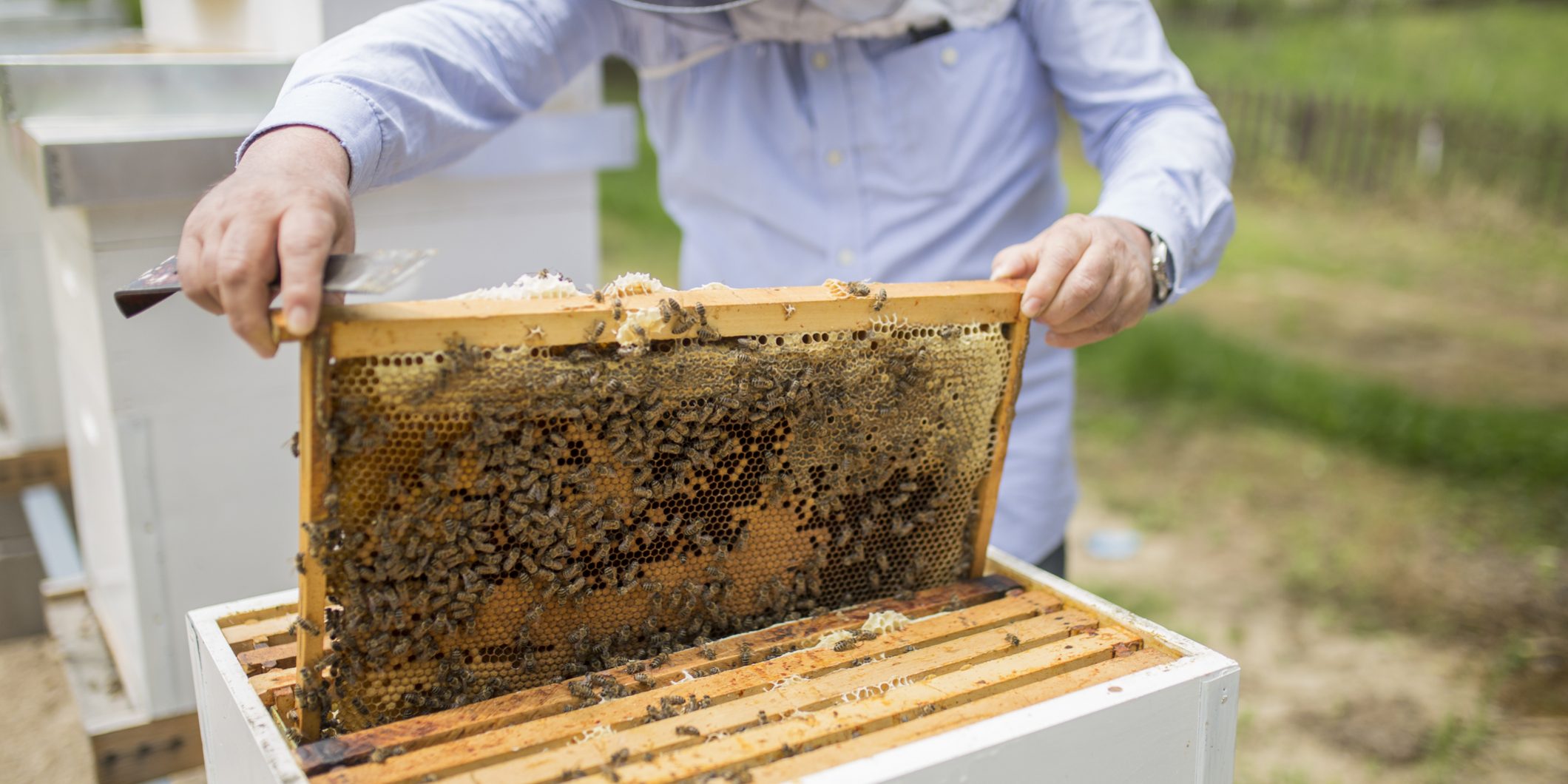 Bee keeper lifting shelf out of hive