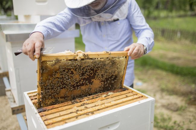 Bee keeper lifting shelf out of hive